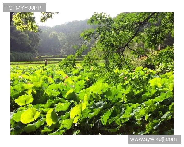 深度对话：杨磊如何在排球世界中追寻梦想与成长